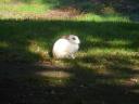 white rabbits in the city park