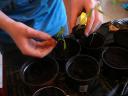maart 2008 - haal de tomatenplantjes voorzichtig uit de kleine potjes en doe ze over in de grotere potten