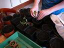 maart 2008 - zet de tomaatplantjes in grotere potjes en druk de bodem eromheen goed aan