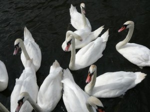 027 swans