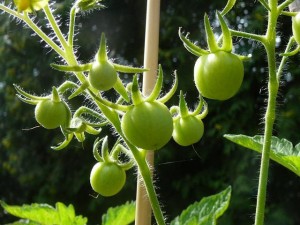 De eerste tomaten van het jaar - The first tomatoes of the year