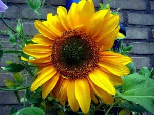Zonnebloem - Sun flower - August 4, 2009