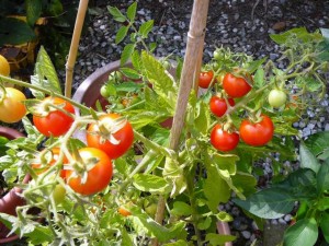 090826 tomatoes