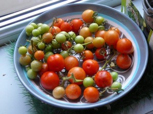 27 september 2009 - tomatenoogst