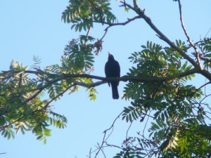 merel in de boom - bird in the tree - June 1, 2009