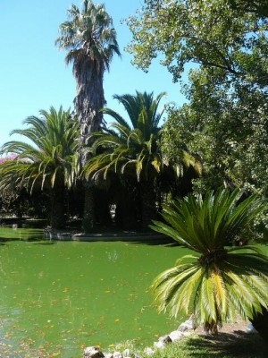 464 Jardim Agricola Tropical