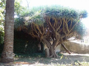 468 Jardim Agricola Tropical - drakenbloedboom