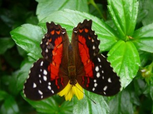 44 Hortus Botanicus - vlinderkas
