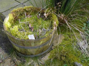 Het mos uit het gazon heeft de bak met bieslook ingepikt - Moss from the lawn has reached the pot of chives - March 21, 2010