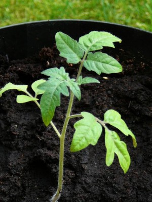 Tomaatje - Little tomato plant - Monday, May 24