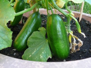 komkommers - cucumbers - July 4, 2010