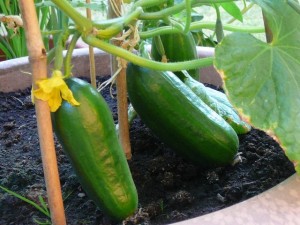 komkommers - cucumbers - July 4, 2010