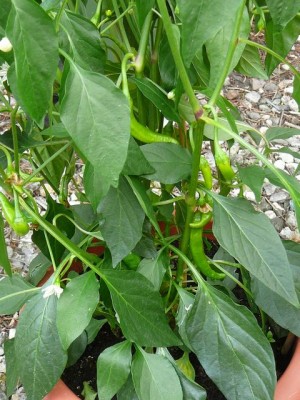 Pepers - peppers - July 11, 2010