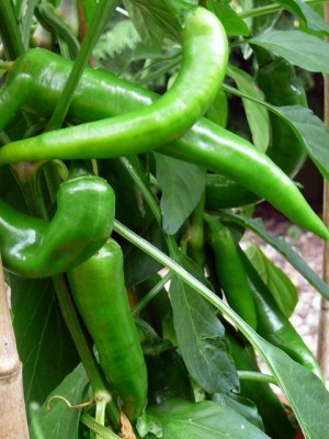 Pepers - peppers - August 1, 2010