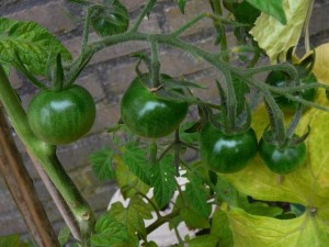 Tomaten - tomatoes - August 1, 2010