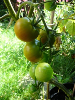 Tomaten - Tomatoes - Friday, August 20, 2010