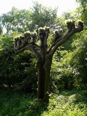 Malle boom in de buurt - Strange tree on our way home 