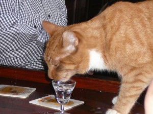 House cat gets a drink too