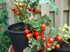 05 140821 tomatenoogst