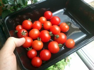 06 140821 tomatenoogst