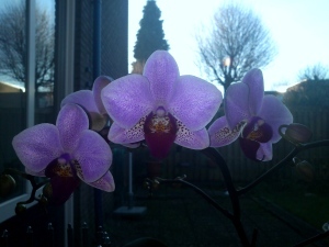 104 141226 orchidee in bloei