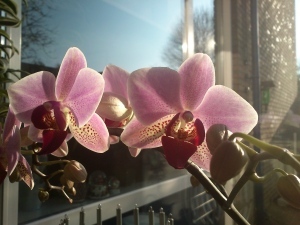 108 141228 orchidee in bloei