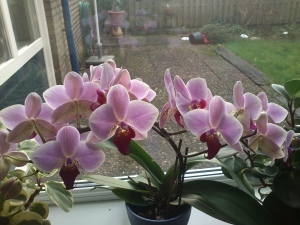 013 150111 orchidee in bloei