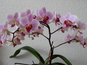 037 150118 orchidee - alle knoppen open